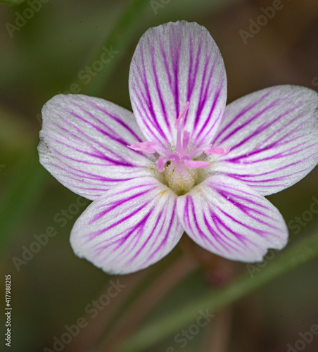 close up of a pink spring beauty flower