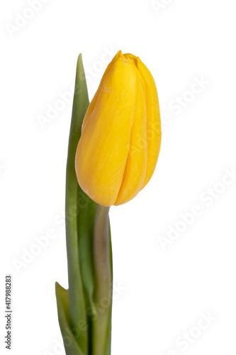 One Yellow tulip on white isolated