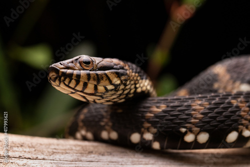 Watersnake on Wood Eyes Close-up