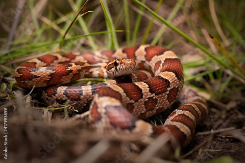 Red Corn Snake in Grass