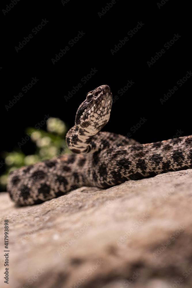 Obraz premium Dusky Pygmy Rattlesnake on Rock Close-up