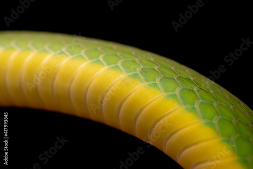 Green and Yellow Snake Scales photo