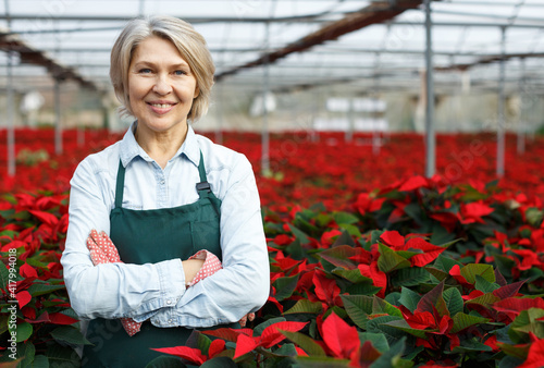 Confident middle-aged female standing in her greenhouse on background with red plantation of Poinsettia pulcherrima photo