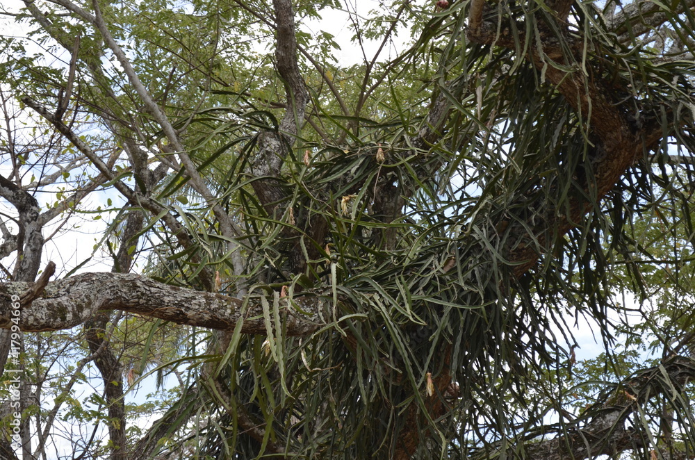 Fototapeta premium bird in a tree
