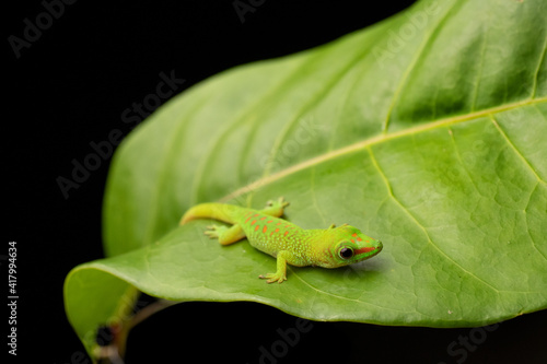 Green Day Gecko on Leaf