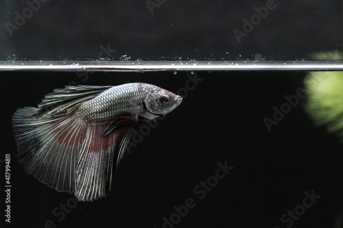 Betta fish swim near algae in the tank © Arief Kurniawan