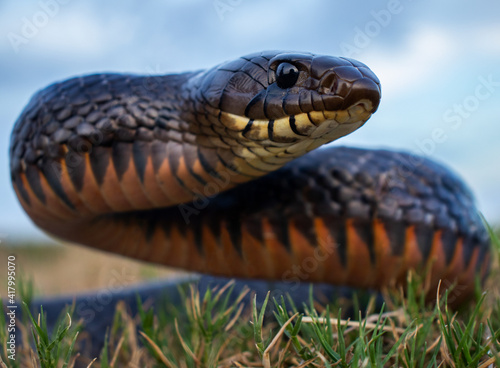 Indigo Snake Head Up in Texas photo