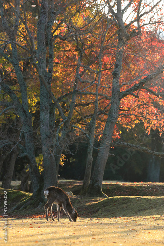 奈良公園 鹿 紅葉