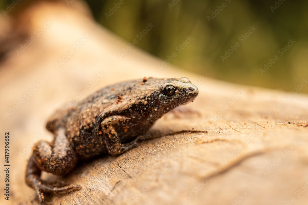 Narrow-mouthed Toad on Log Green Background Narrow-mouthed Toad on Log Green Background