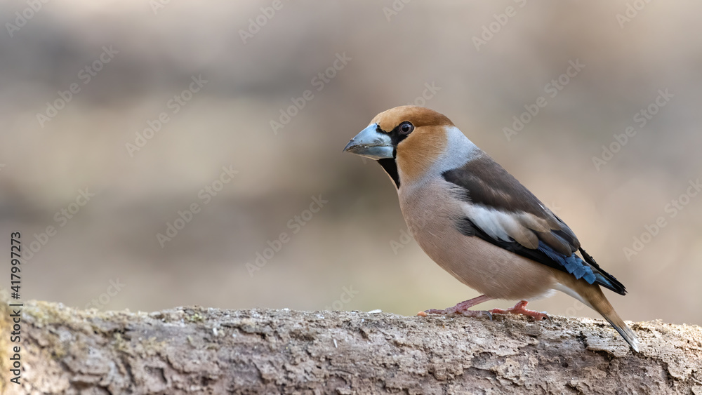 Kernbeisser, bird, natur, wild lebende tiere, tier, robin, finch, wild, bird, ast, frühling Kernbeisser, bird, natur, wild lebende tiere, tier, robin, finch, wild, bird, ast, frühling