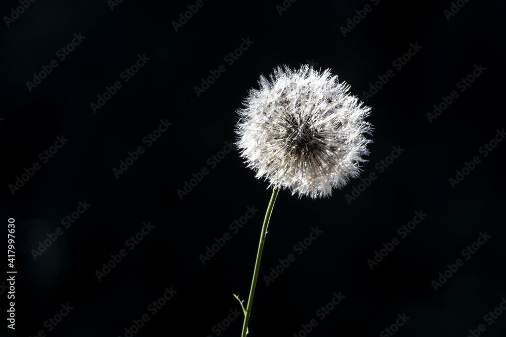 detail of white dandelion flower (Taraxacum officinale) in Brazil detail of white dandelion flower (Taraxacum officinale) in Brazil
