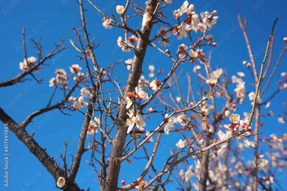 春の訪れを知らせる梅の開花 春の訪れを知らせる梅の開花