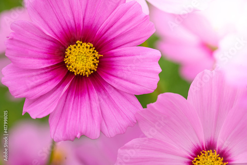 close up of pink flower