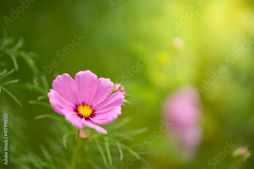 pink cosmos flower