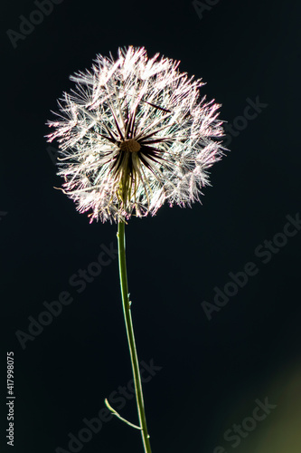 detail of white dandelion flower  Taraxacum officinale  in Brazil