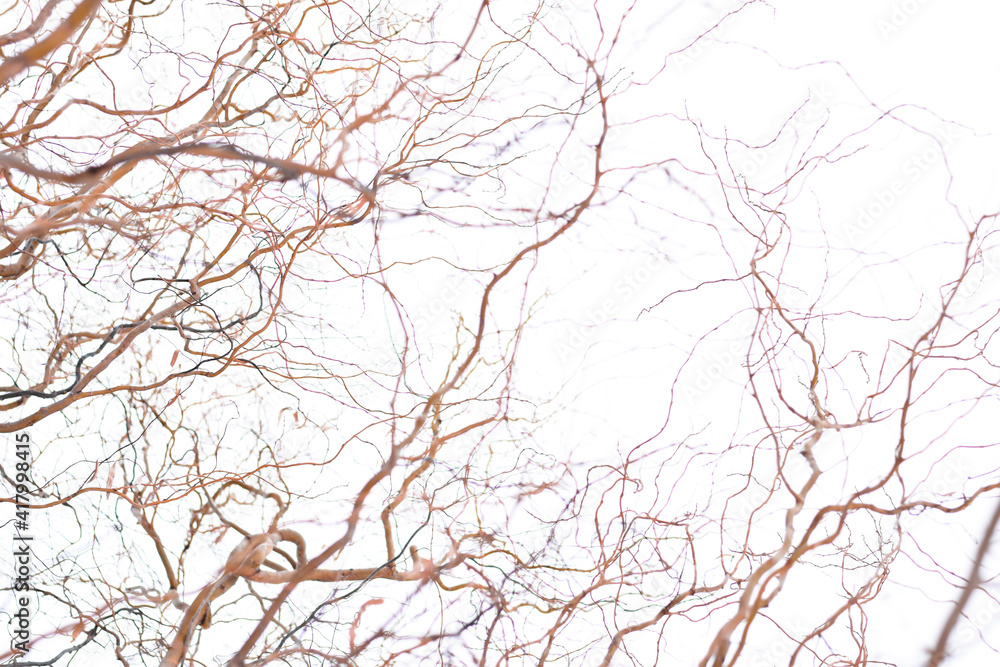 Fototapeta premium The corkscrew curly willow tree branches