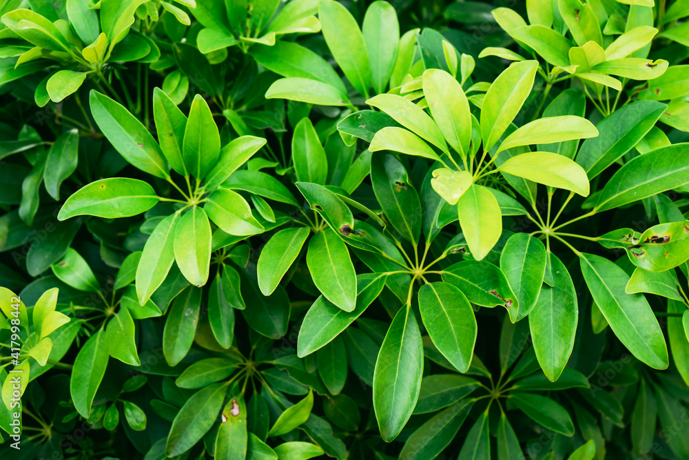 green leaves background green leaves background