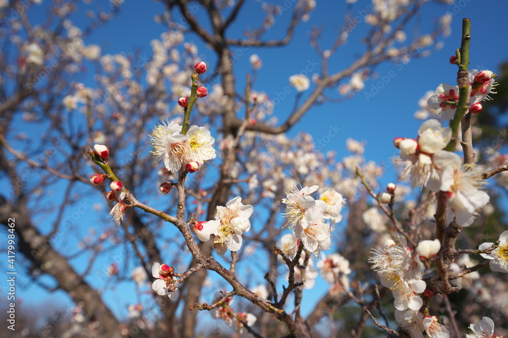 春の訪れを知らせる梅の開花