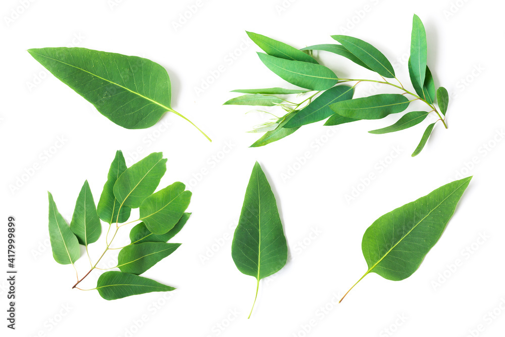 Set of Branch and leaves eucalyptus on white background Set of Branch and leaves eucalyptus on white background