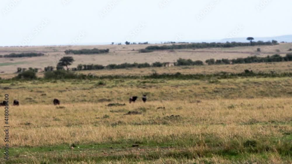 Two grey vultures (Cathartes aura) sitting on a rotting carcass of a large animal with a large herd of brown African buffalos (Syncerus caffer) running in the background, across the golden grass. Two grey vultures (Cathartes aura) sitting on a rotting carcass of a large animal with a large herd of brown African buffalos (Syncerus caffer) running in the background, across the golden grass.