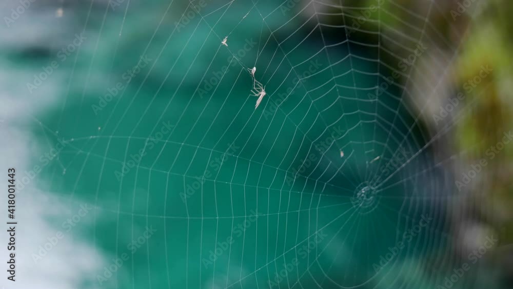 Spider web blowing in gentle forest breeze has caught small white fly Spider web blowing in gentle forest breeze has caught small white fly