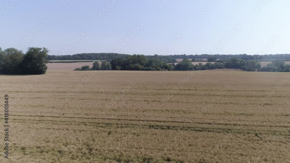 Low aerial pass above wheat field in Coulsdon, Surrey in England Low aerial pass above wheat field in Coulsdon, Surrey in England