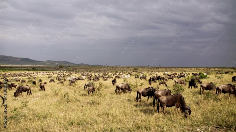 Herds of African Buffalos (Syncerus caffer) and Zebras (Equus quagga) walking through a savanna and eating grass. The many glorious animals peacefully coexist in the near endless fields of Kenya. Herds of African Buffalos (Syncerus caffer) and Zebras (Equus quagga) walking through a savanna and eating grass. The many glorious animals peacefully coexist in the near endless fields of Kenya.