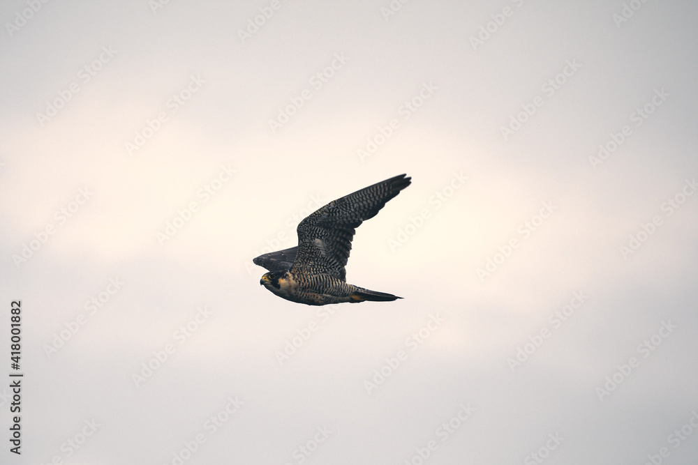 Fotografie Peregrine falcon in flight
