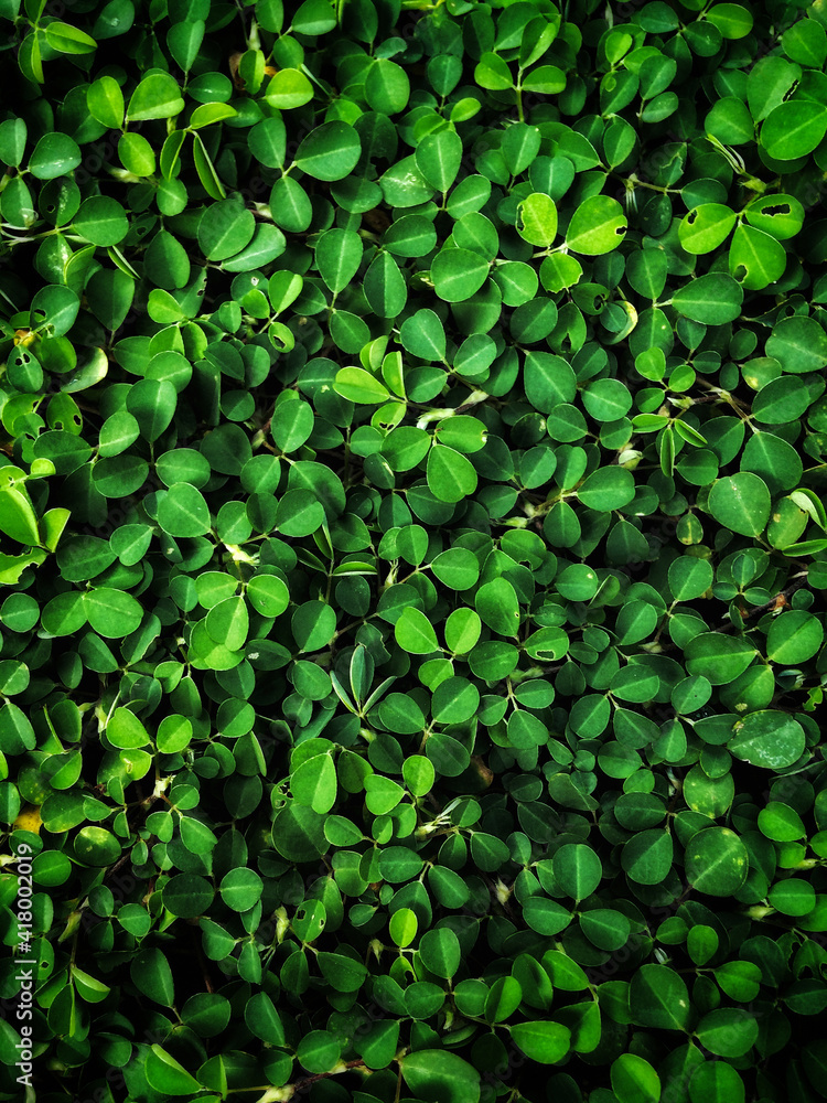 Green Green