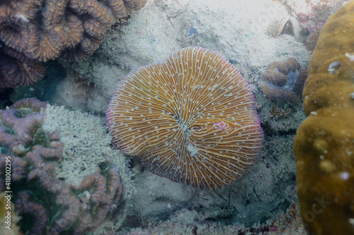 Selective focus on polyp of Mushroom coral (Fungia) on the tropical coral reef region