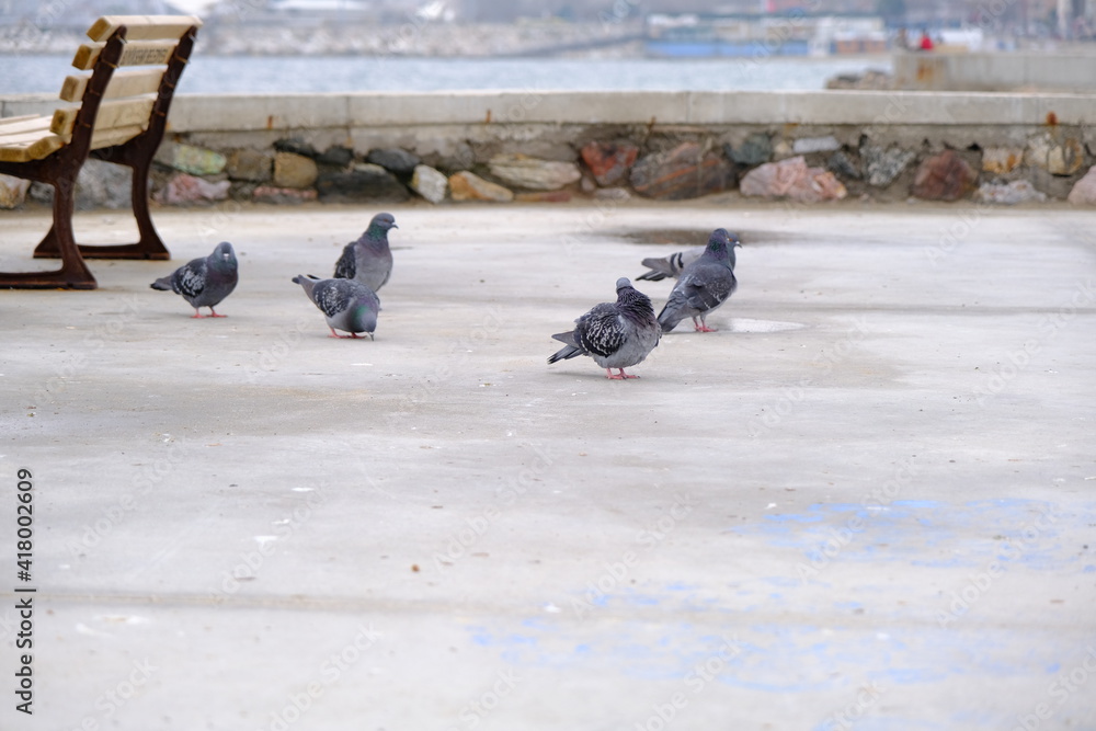 Obraz premium Groups of doves and pigeons standing near wooden street bench. Birds and sea background during overcast and rainy day.