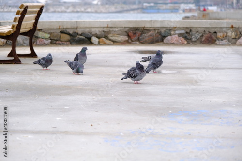 Groups of doves and pigeons standing near wooden street bench. Birds and sea background during overcast and rainy day.