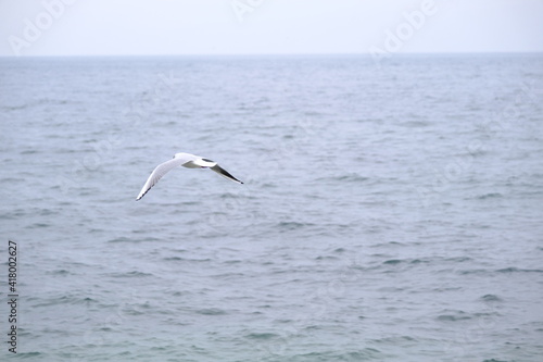 Single of seagulls flying on overcast sky above the sea.