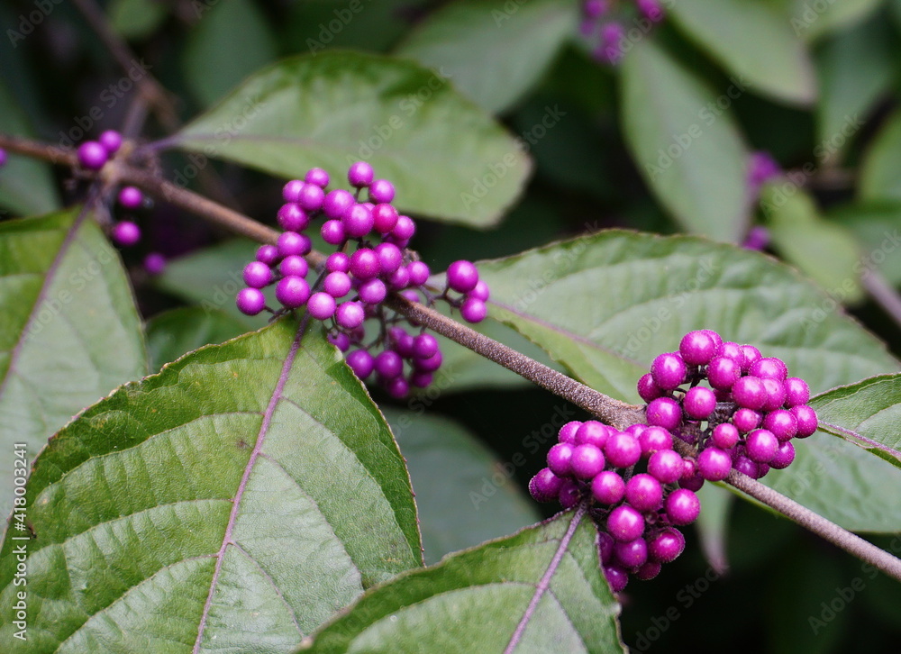 Callicarpa japonica or Japanese beautyberry branch with leaves and  large clusters purple berries close up.
