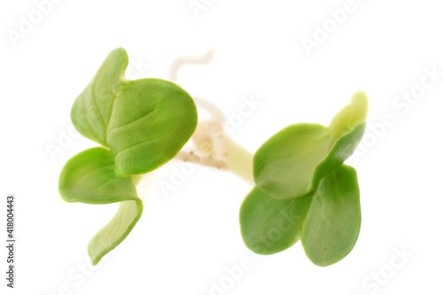 Radish sprout with young green leaves closed up isolated on white