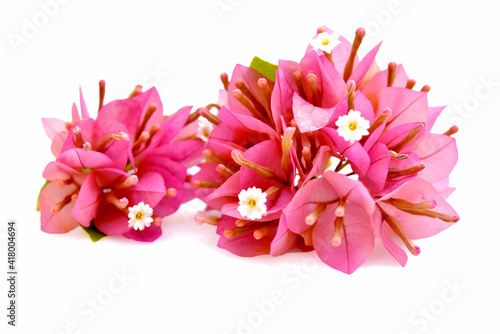  Bougainvillea flower isolated on white background