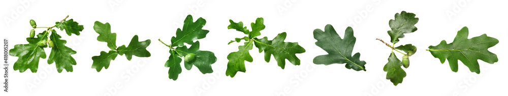 Green oak leaves on white background - obrazy, fototapety, plakaty 