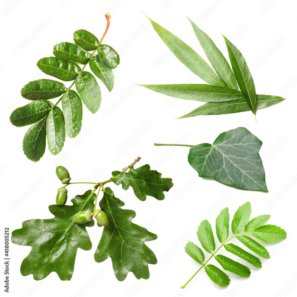 Naklejka premium Different green leaves on white background