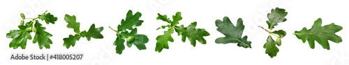 Fotografie, Obraz Green oak leaves on white background