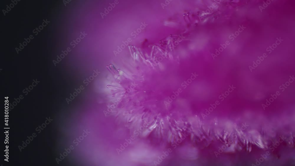 Microscopical pollen particles on blossom stigma pistil Microscopical pollen particles on blossom stigma pistil