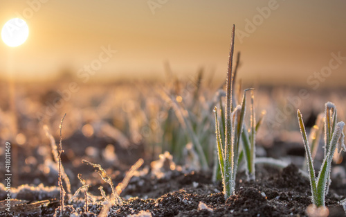 Field with winter wheat crops, leaves of germinating grain covered with morning frost. Sunrise early in the morning on the farm field. photo