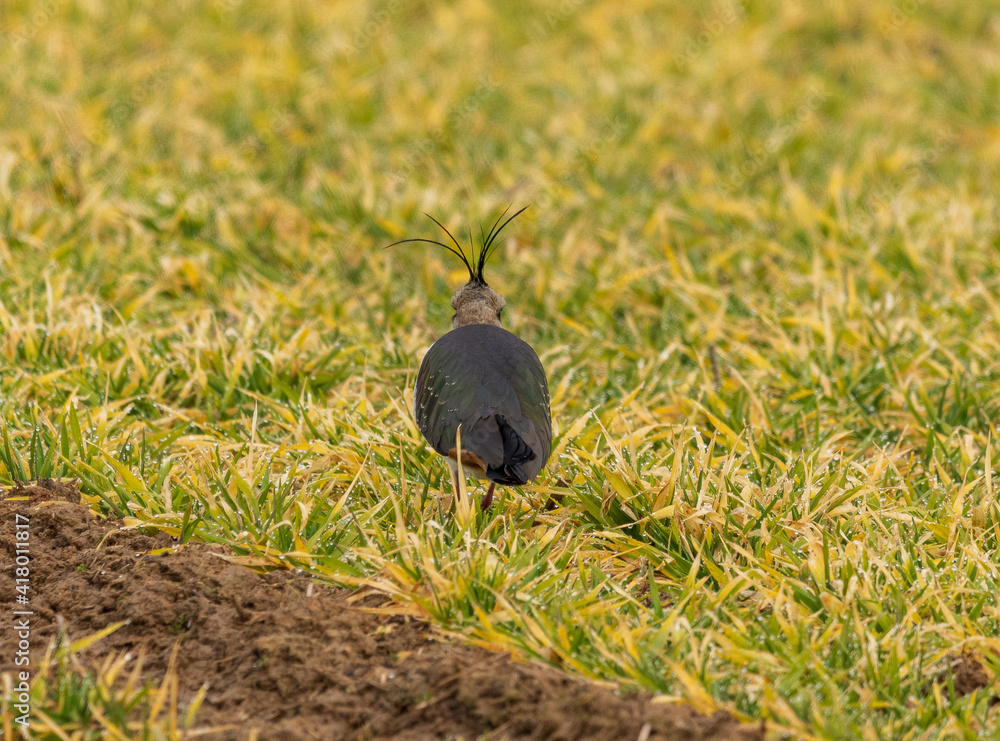 protected male Kiebitz - Vanellus in the grass in search of food protected male Kiebitz - Vanellus in the grass in search of food