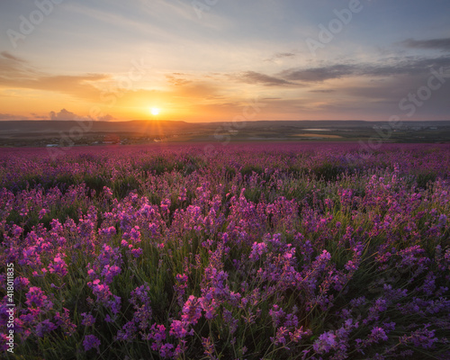 Stunning sunset in a field of lavender. Very beautiful evening landscape. A blooming field of lavender.