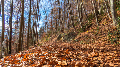 Laubteppich aus Buchenlaub auf einem Wanderweg