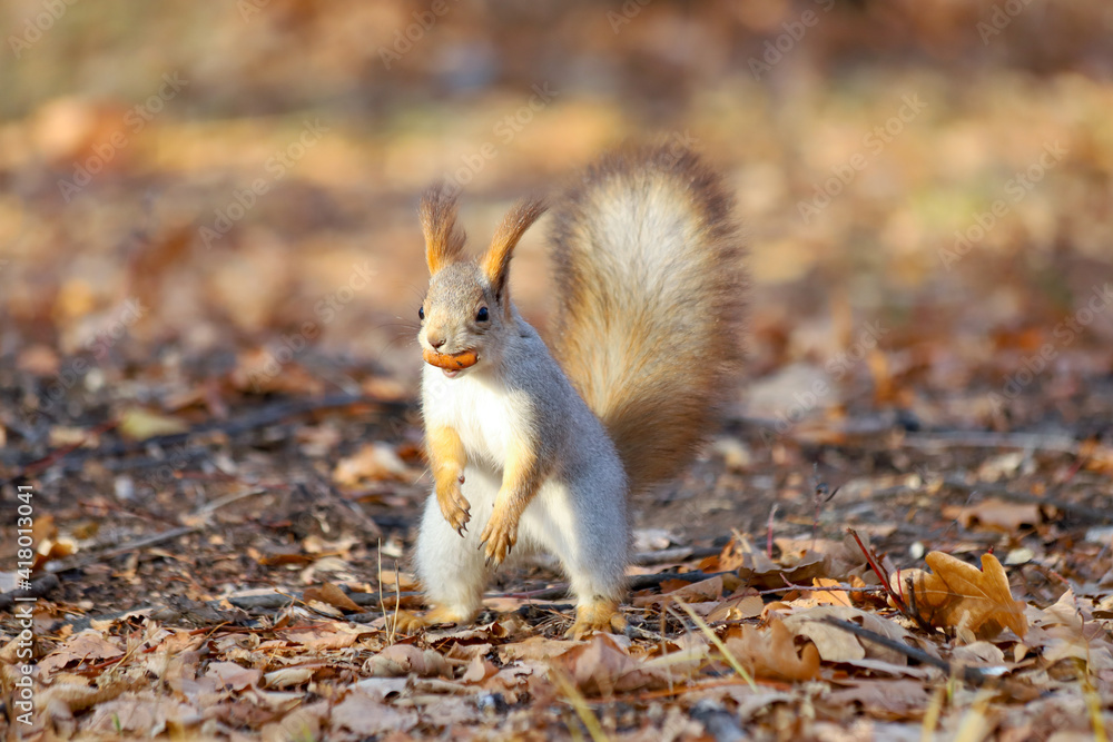 Eurasian red squirrel Sciurus vulgaris in grey winter coat sitting on a tree and eating something Eurasian red squirrel Sciurus vulgaris in grey winter coat sitting on a tree and eating something