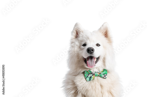 Cute dog with bowtie on white background. St. Patrick's Day celebration