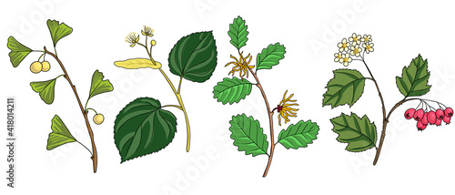 vector drawing branches of trees
