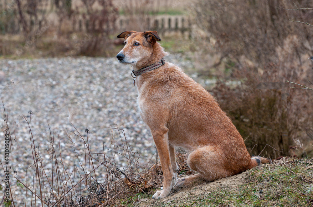 Hund im Garten Hund im Garten