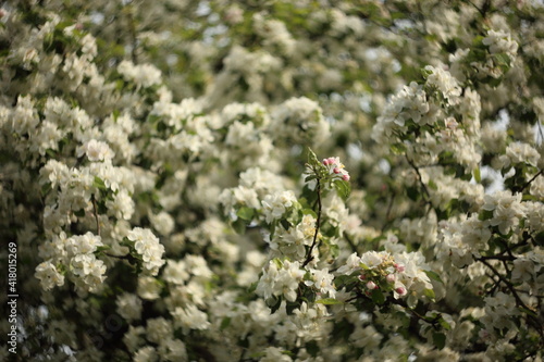 white blossom of apple trees in springtime © ranniptace