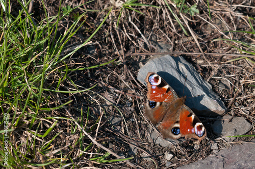 Wallpaper Mural Tagpfauenauge Torontodigital.ca